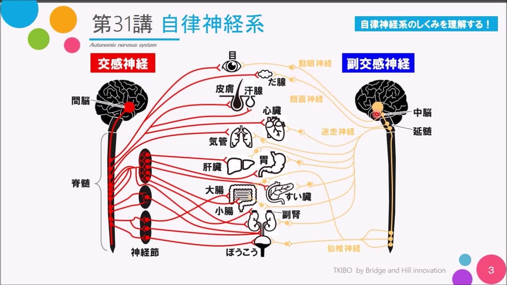 自律神経とは何か？その基本と役割 - Genspark