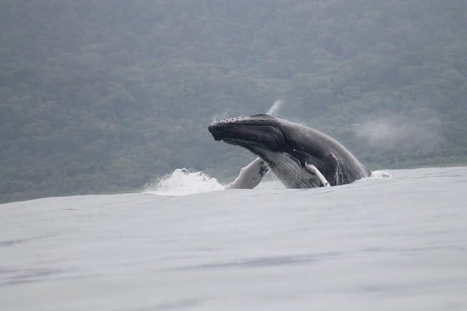 Whale Watching Uvita Costa Rica - Genspark